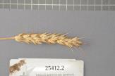 Click for 1 image(s) for this accession. Spike